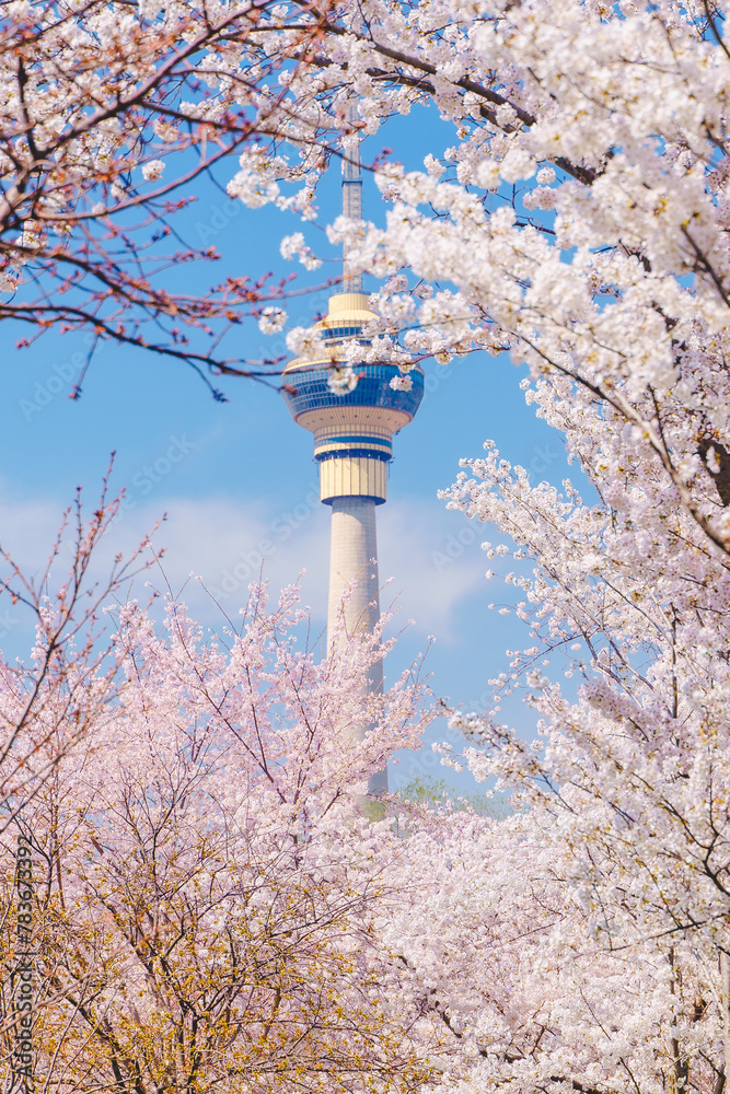 Blooming cherry blossoms and CCTV Tower in Yuyuantan Park, Beijing Blooming cherry blossoms and CCTV Tower in Yuyuantan Park, Beijing