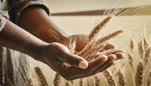 Close-up view of a farmer's hands holding golden ears of wheat. Cultivated field in the background.