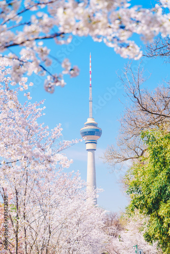 Blooming cherry blossoms and CCTV Tower in Yuyuantan Park, Beijing photo
