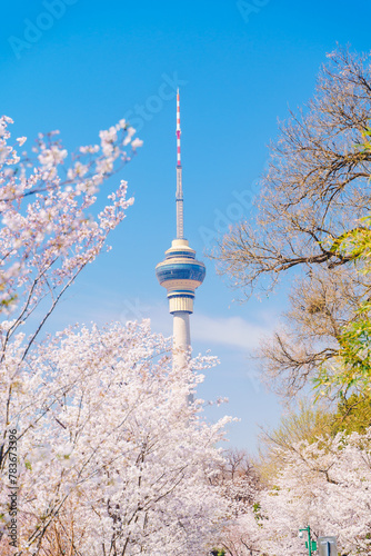 Blooming cherry blossoms and CCTV Tower in Yuyuantan Park, Beijing