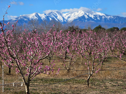 Obraz na płótnie Abricotiers en fleur devant le Canigou