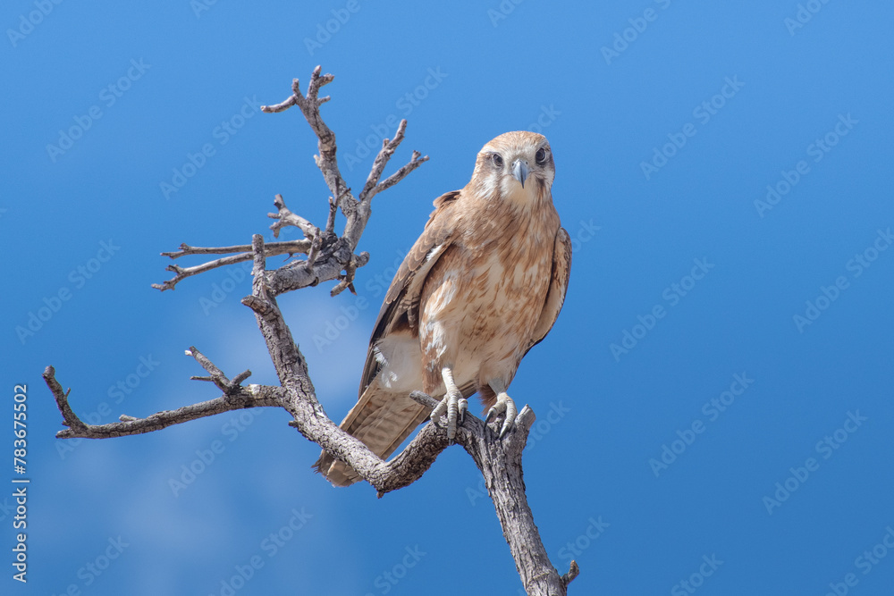 Brown falcon, Falco berigora, single bird on dead tree branch against blue sky, Richmond, outback Queensland, Australia Brown falcon, Falco berigora, single bird on dead tree branch against blue sky, Richmond, outback Queensland, Australia