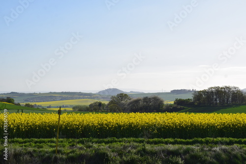 spring green and yellow blooming hills