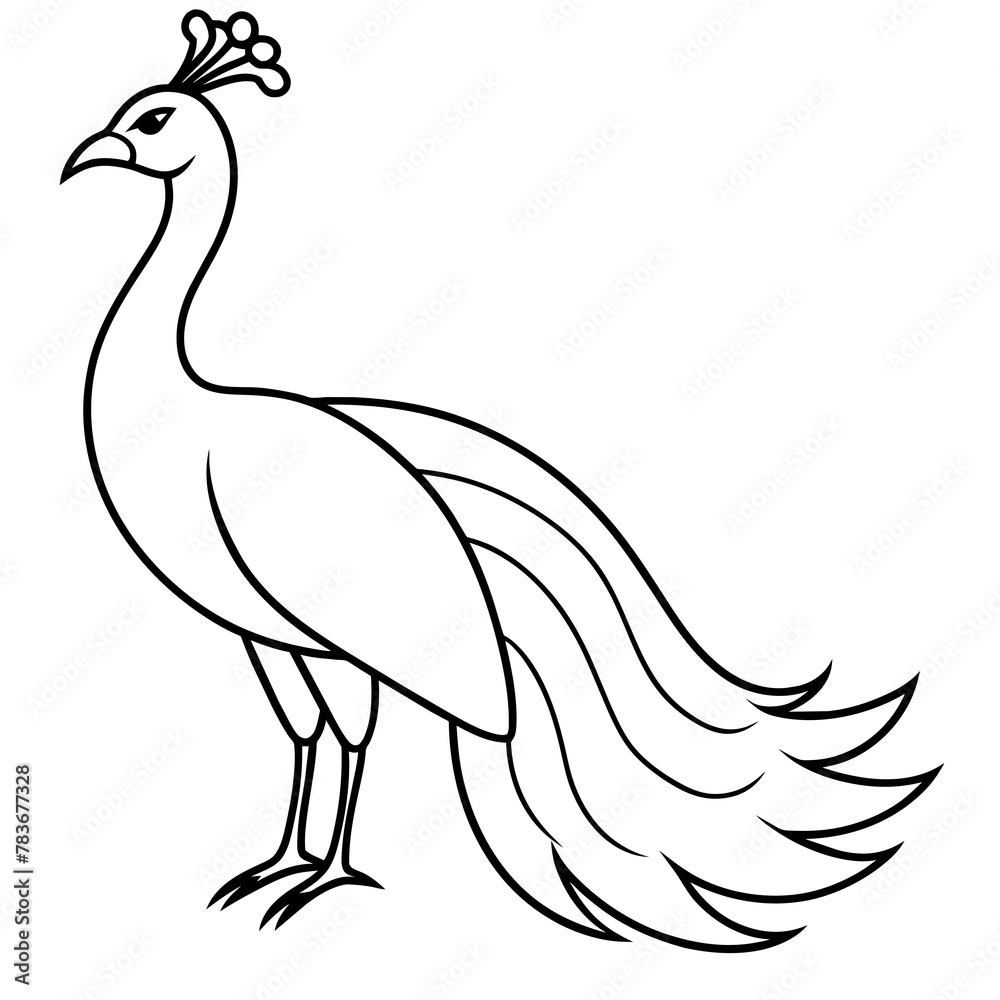 illustration of a peacock illustration of a peacock