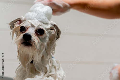 close up in a grooming salon small white spitz is lathered by a groomer lathering a spitz in a white bathtub