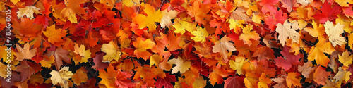 Vibrant Autumn Leaves Background in Warm Fall Colors