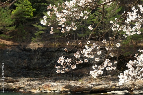 滋賀県うぐい川の桜と岩肌 photo