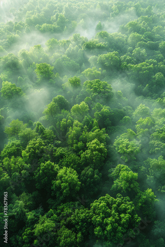 Ethereal Morning Mist Over Lush Green Forest Canopy