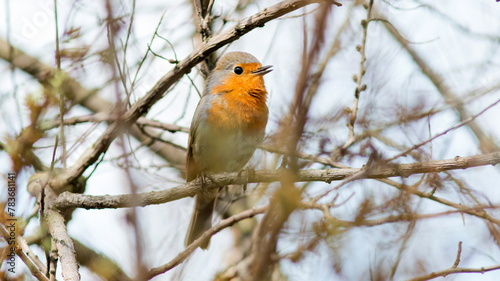 robin on branch © lazalnik