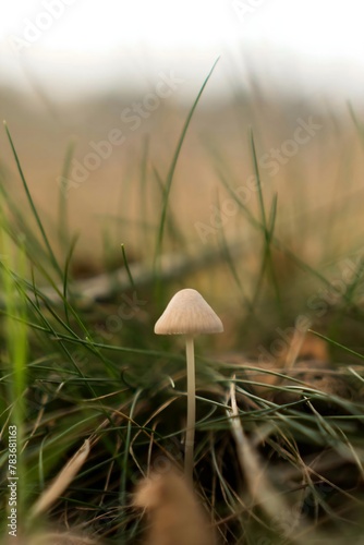 mushroom in the grass, A small mushroom is standing in the grass