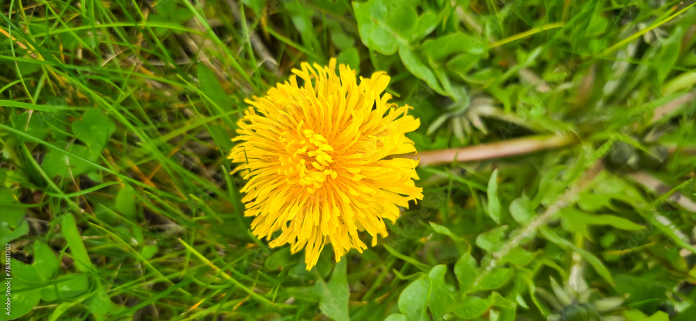 Blooming yellow dandelions in the spring medow Blooming yellow dandelions in the spring medow