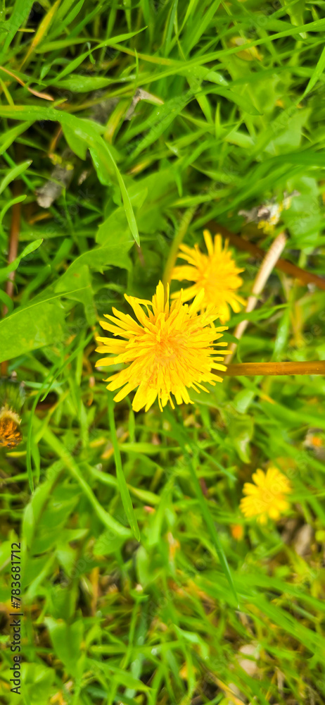 Blooming yellow dandelions in the spring medow Blooming yellow dandelions in the spring medow