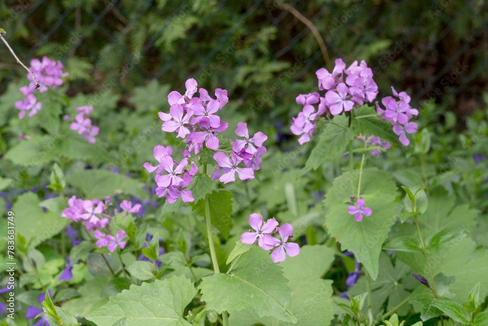Violet-flowering silver thalers, moon violets in spring Violet-flowering silver thalers, moon violets in spring