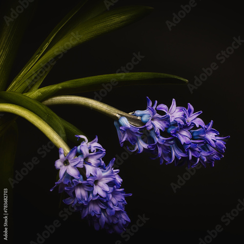 blue hyacinth flower © Grzegorz