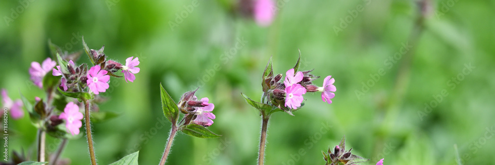 Nahaufnahme Banner im Graswiesen Garten mit lila Blüten vor unscharfem grünem Frühlings-Hintergrund zwischen Ostern und Pfingsten Nahaufnahme Banner im Graswiesen Garten mit lila Blüten vor unscharfem grünem Frühlings-Hintergrund zwischen Ostern und Pfingsten