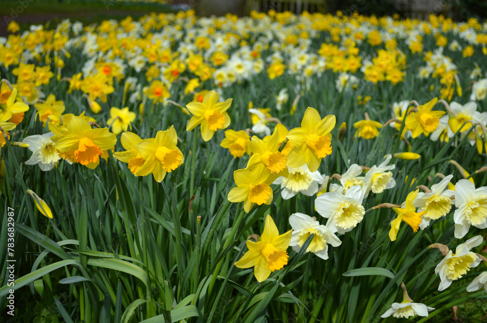 Obraz premium Yellow daffodils blooming at a park in spring time
