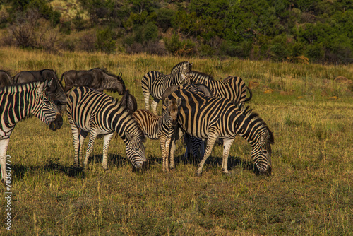 Zebra in South Africa 