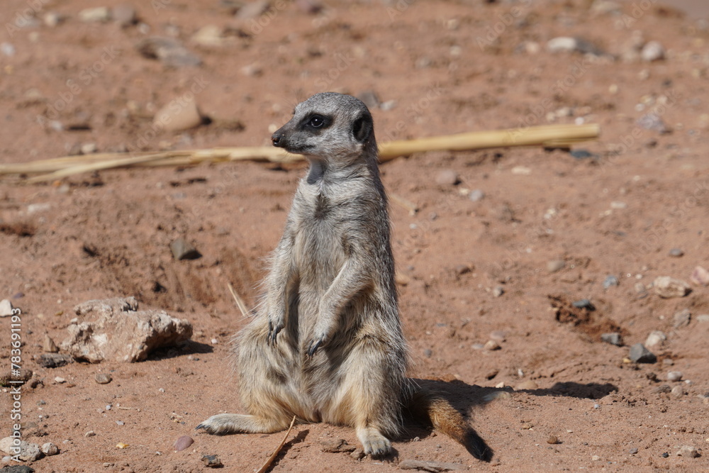 Fototapeta premium Meerkat