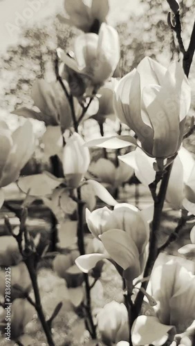 Close up Magnolia grunge Flowers sway on the Wind. Retro Spring Flowers background. Vintage Vertical  video can used social media and Reels background