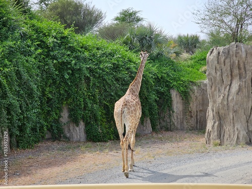 giraffe in the zoo photo