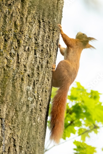 european brown squirrel climbs up a tree © Ulrich