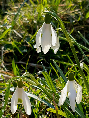 Schneeglöckchen Trio in der Wiese