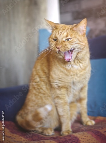 Angry ginger cat sitting on the sofa and hissing with mouth open.	Vertical image with selective focus.