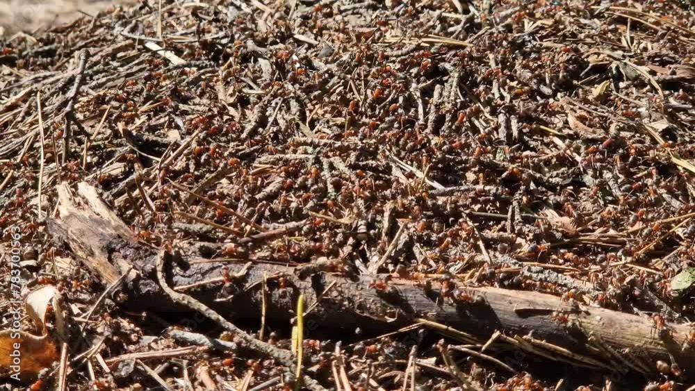 Anthill close-up, spring. Forest worker ants crawl along a large anthill. Ant's nest. The anthill is teeming with ants, selective focus. Insects in a pine forest Anthill close-up, spring. Forest worker ants crawl along a large anthill. Ant's nest. The anthill is teeming with ants, selective focus. Insects in a pine forest