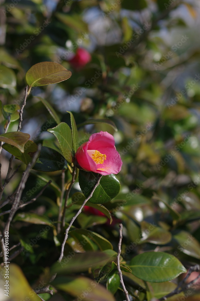 Obraz premium ピンク色の一輪の椿の花
