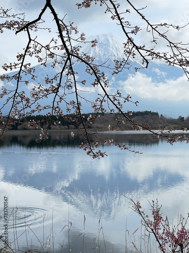 The cherry blossoms have fully bloomed