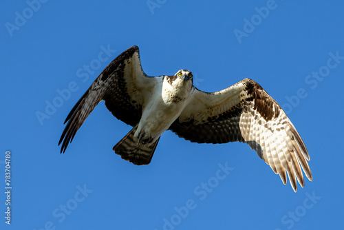 osprey in flight