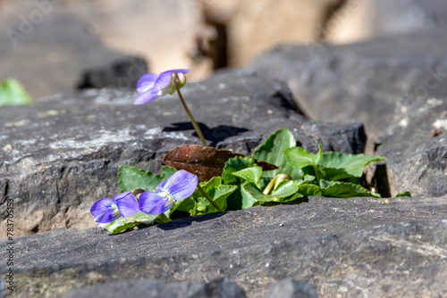 spring flowers on the ground