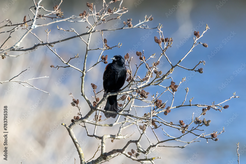 Obraz premium crow on a branch