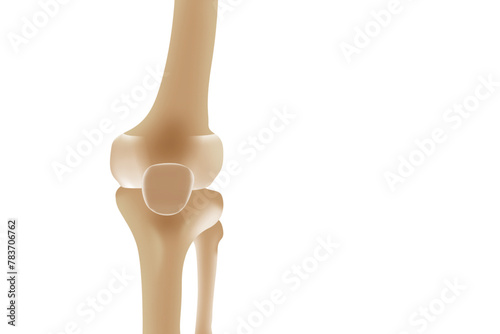 3D rendering of human foot isolated illustration
