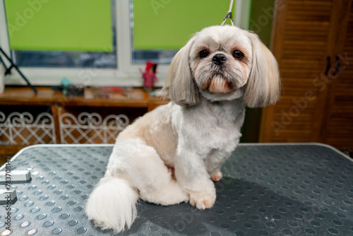 in the grooming salon on the table there is a ready-cut white dog with a fashionable hairstyle