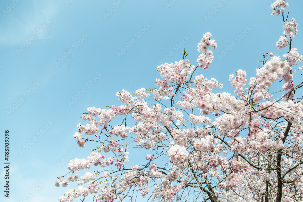 青空の下満開に咲いた桜の花