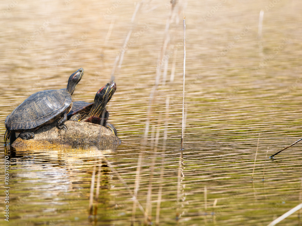 Fototapeta premium 日光浴するアカミミガメ・ミドリガメ・コピースペース