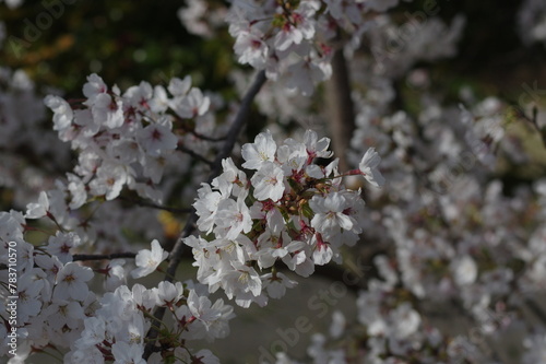 桜の枝にこんもり咲く桜の花