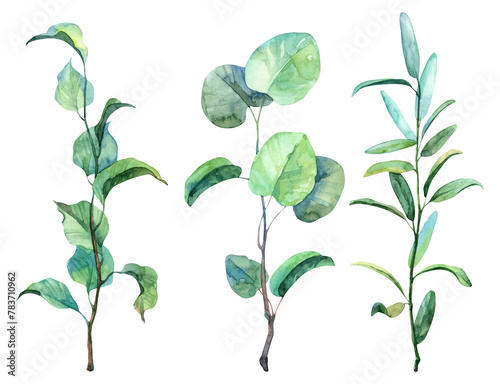 Set of high quality realistic branches with leaves. Spring season botany watercolor illustration on white background. Hand painted leaves and twigs (ID: 783710962)