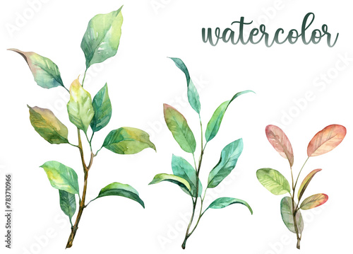 Set of high quality realistic branches with leaves. Spring season botany watercolor illustration on white background. Hand painted leaves and twigs (ID: 783710966)