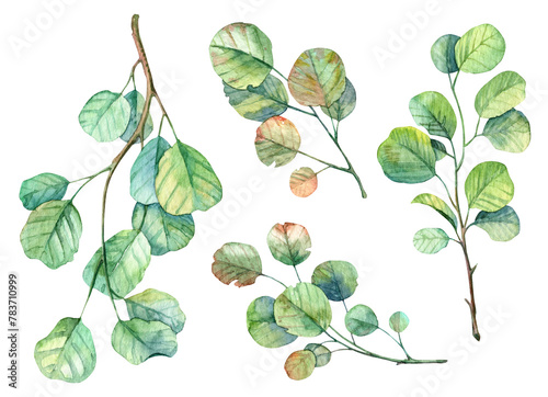 Set of high quality realistic branches with leaves. Spring season botany watercolor illustration on white background. Hand painted leaves and twigs