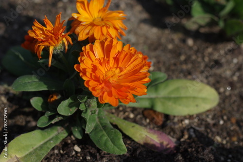 花壇に咲く花びらが重なるオレンジ色の花
