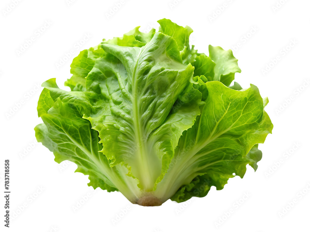 Fresh bok choy isolated on transparent background Fresh bok choy isolated on transparent background