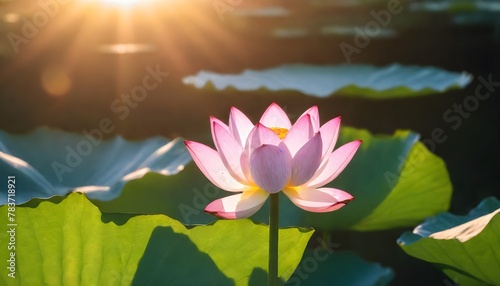 Lotus-flower-in-the-sun