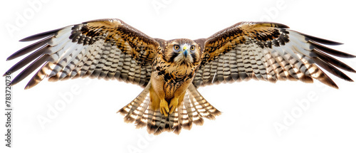 Majestic full body golden hawk eagle bird flying spreading its beautiful wings isolated on white background created with Generative AI Technology