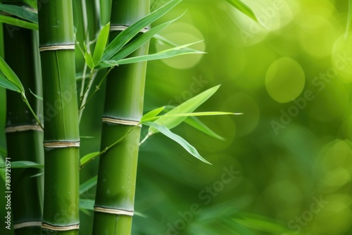 Exotic Bamboo background. Forest zen jungle. Generate Ai