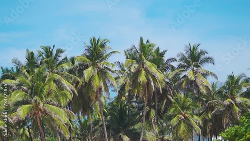 Wallpaper Mural Green palm tree on blue sky background. View of palm trees against sky. Beach on the tropical island. Coconut trees at Agatti Island, Lakshadweep, India. Summer vacation background with copy space.  Torontodigital.ca