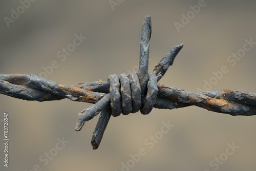 Sharp Barbed wire field closeup. Freedom steel. Generate Ai
