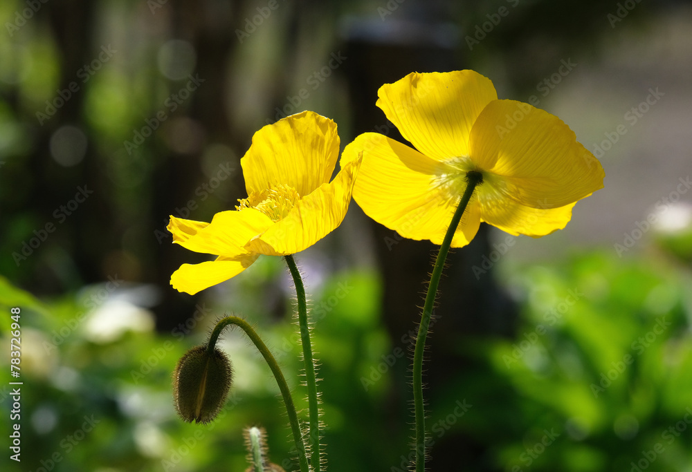 Obraz premium 春風に揺れる庭に咲く黄色いポピー