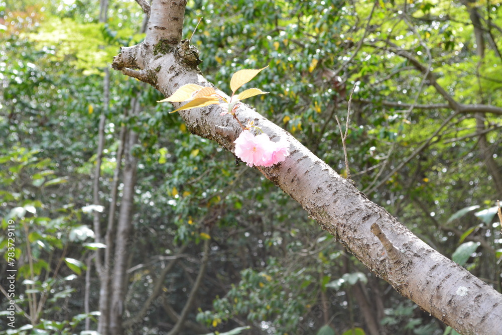 花 花